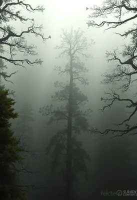 Ethereal Simulation Cascade